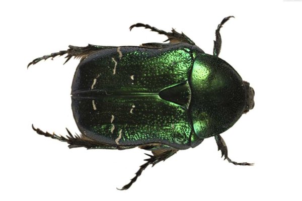 Rose Chafer beetle from the Great North Museum: Hancock