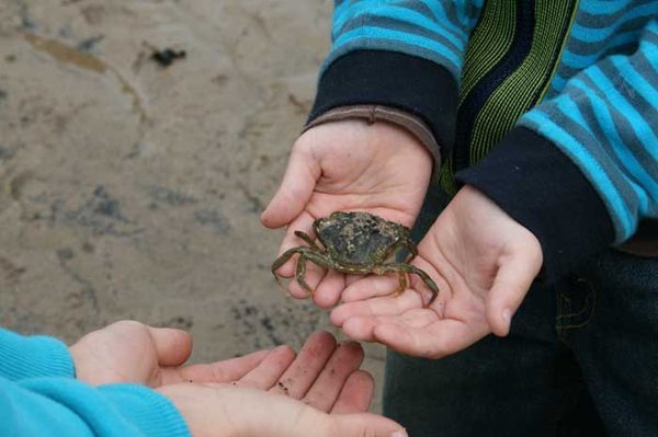 A person holds a small crab in their hands and passes it over to the hands of another person